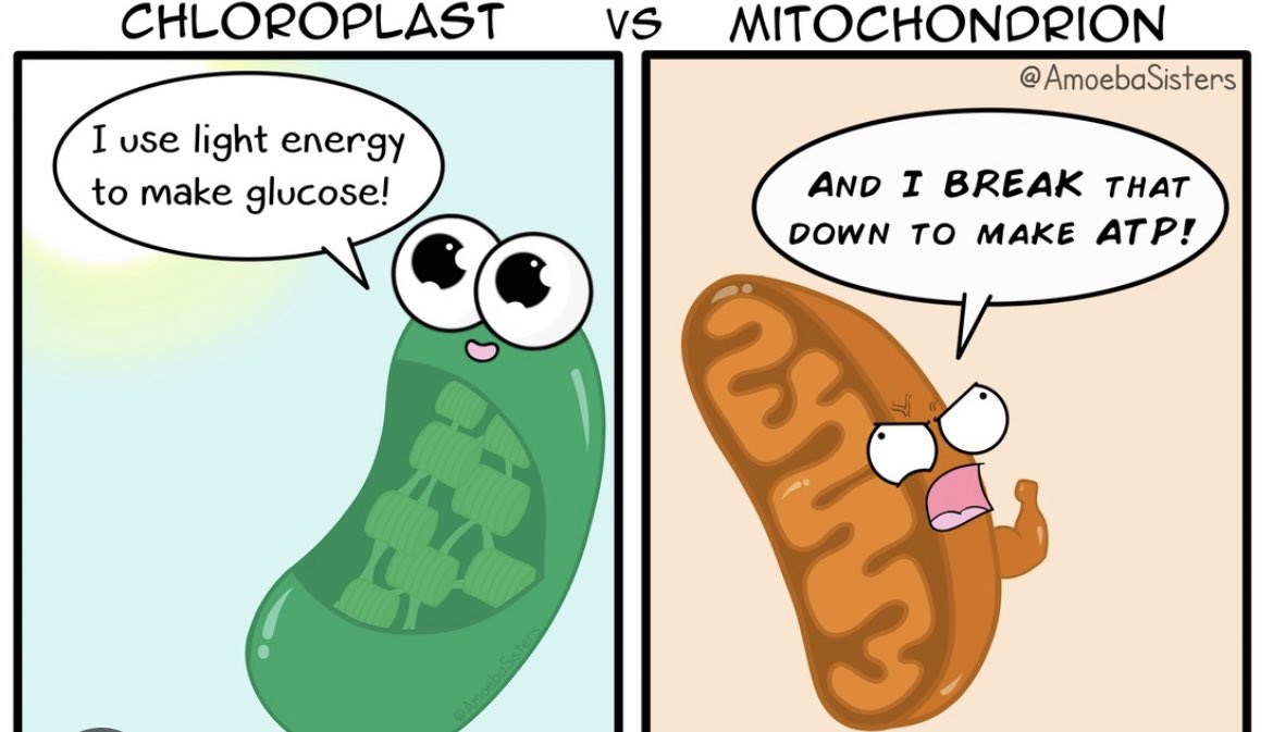 TigerPowerHouse's tweet photo. heyyyy @chloroplast you sending any new glucose my way??? can’t wait to break it down later😏
#powerhouse
#bestonesouthere
#MHSOrganelleVote2023 https://t.co/1McvVTrkfJ