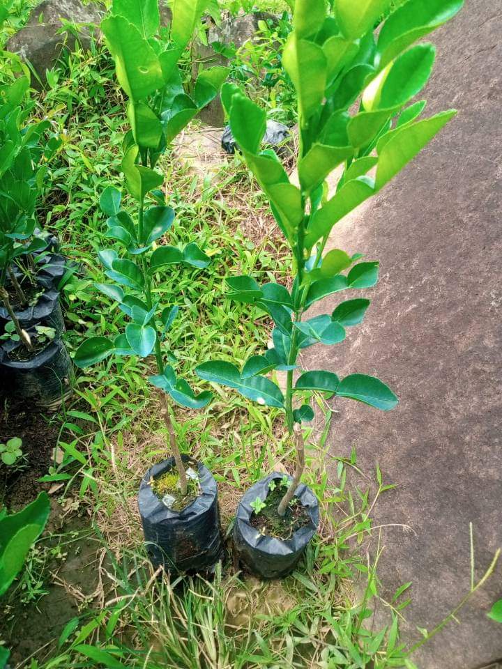 doryansyah's tweet photo. BIBIT JERUK PURUT https://t.co/VLGCG91x7l