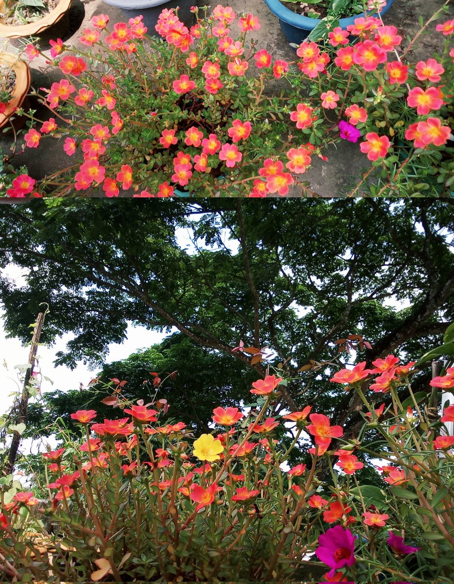 principria's tweet photo. মোৰ মৰমৰ ফুল বোৰ.. https://t.co/7ycgKEvnRa