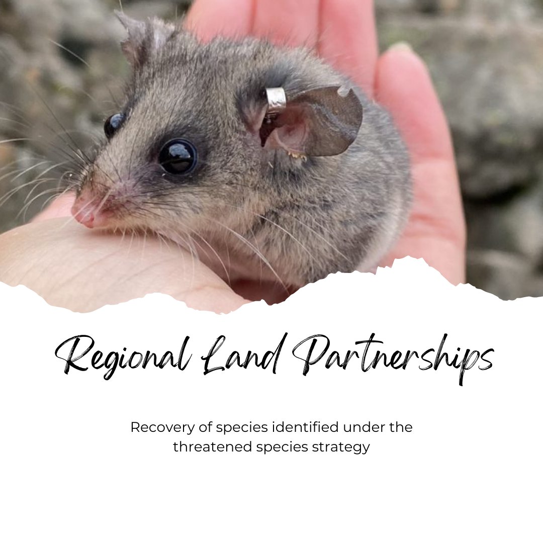 In 200 years, we’ve sadly lost numerous plants and animals to extinction in Australia with many more listed as threatened.
Visit our website to find out more about Mending mountains for the Pygmy-possum.
@AusLandcare
<a href="/dcceew/">DCCEEW</a>
@DeptAgNews

#Landcare
