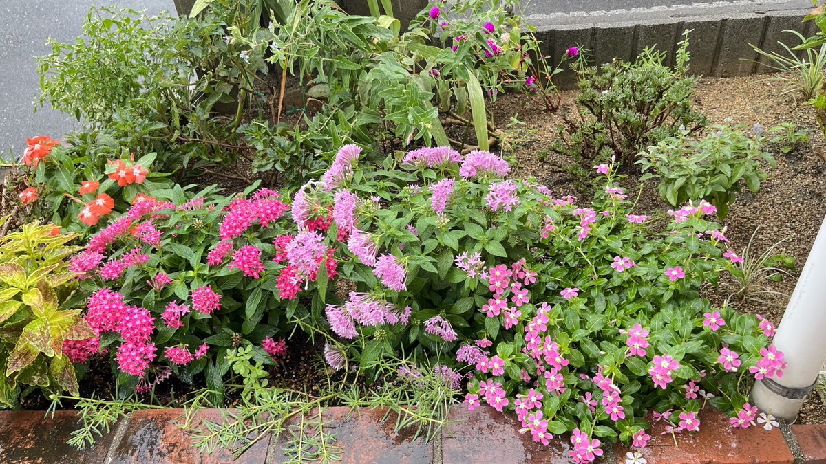 natsu_gardening tweet picture