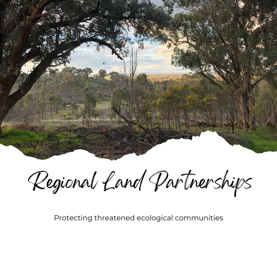 Ecological communities - groups of living organisms coexisting in unique habitats. Many are under threat.
Visit our website for more info.
Grey Box Grassy Woodlands in the GB Catchment, Linking Landscapes and Communities.
@AusLandcare
<a href="/dcceew/">DCCEEW</a>
@DeptAgNews
#Landcare