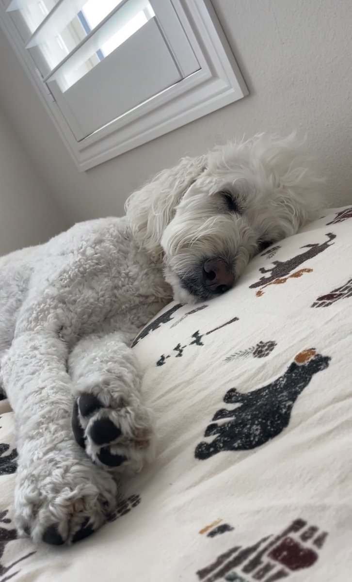 I don’t understand how she falls asleep when we are watching <a href="/netflix/">Netflix</a>’s <a href="/TheUltimatum/">The Ultimatum</a>! It’s so good this season 🐾🐶