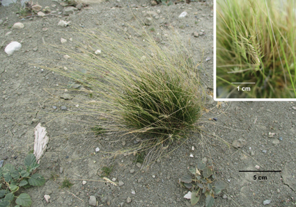 Phytotaxa's tweet photo. Taxonomy of #Bouteloua #juncea and Bouteloua #triaena, two species confused for more than a century
https://t.co/OPIRft7Pen
#Taxonomy https://t.co/N6Ep1AGCYY