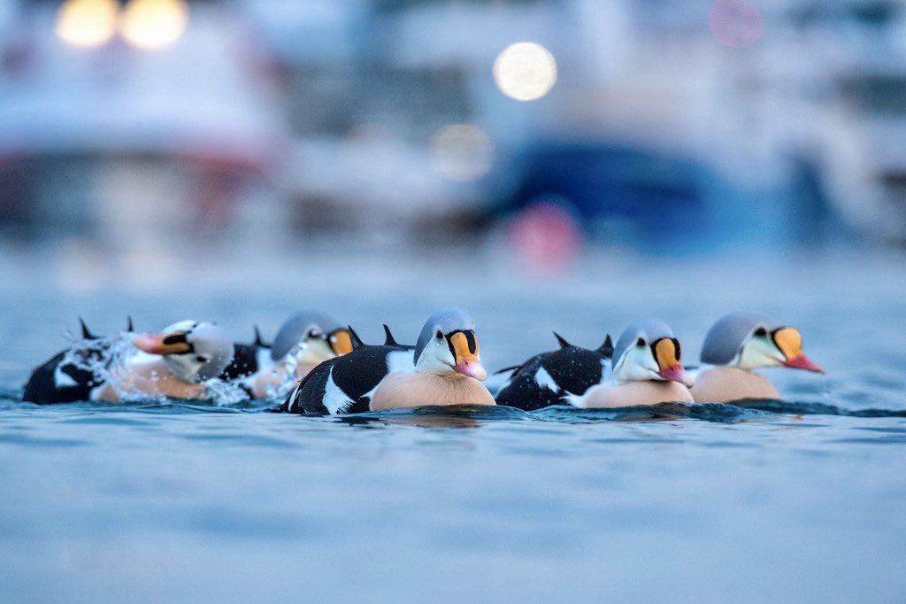 Guess where I’m heading in March, with my good pal <a href="/KevMorgans/">KevMorgans</a> ? 

His favourite species also fearing, might be give away…