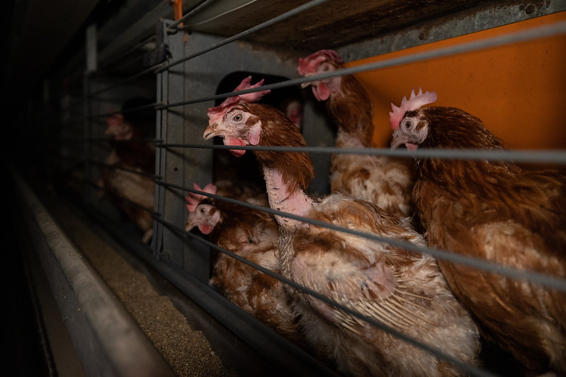 Anima_Int's tweet photo. EU citizens urgently want to see a ban on caged farming!

Commission promises to introduce new laws are not enough. We need action!

President @vonderleyen, please tell us during next week's #SOTEU, when will the EU finally #EndTheCageAge?

@PVanKemseke @VDombrovskis https://t.co/7uDdxdIL72