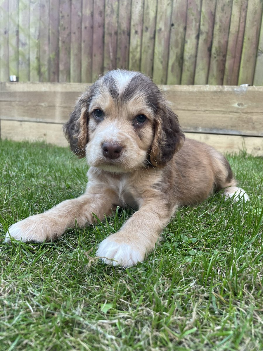 MissPritch's tweet photo. The new guy on the block. Wilford came home last night and had made quite the entrance! Can’t wait for our little adventures! https://t.co/6XaAKyCCjg