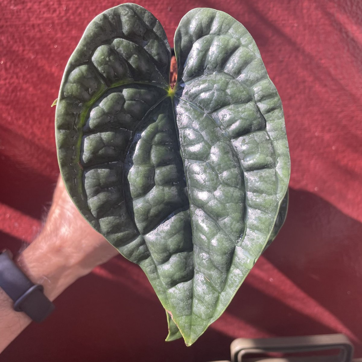 jungler_jp's tweet photo. あなた、最近人気ですね！

Anthurium luxurians https://t.co/SfUHDV5ixH