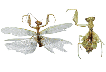 Zootaxa's tweet image. A hidden gem from Northeastern #Brazil: A #newspecies of Metaphotina Piza, 1964 (#Mantodea, Acontistidae) ecologically linked to the Caatinga
mapress.com/zt/article/vie…
#Taxonomy