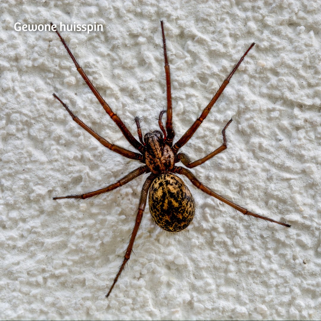 Nederland kent ongeveer 640 soorten #spinnen. Dit is de top 5 van meest voorkomende soorten:

🕷 Kruisspin
🕷 Grote trilspin
🕷 Venstersectorspin
🕷 Gewone huisspin
🕷 Gewone strekspin

Op 9 &amp; 10 september organiseert tuintelling.nl de #Spinnentelling. Tel jij mee?