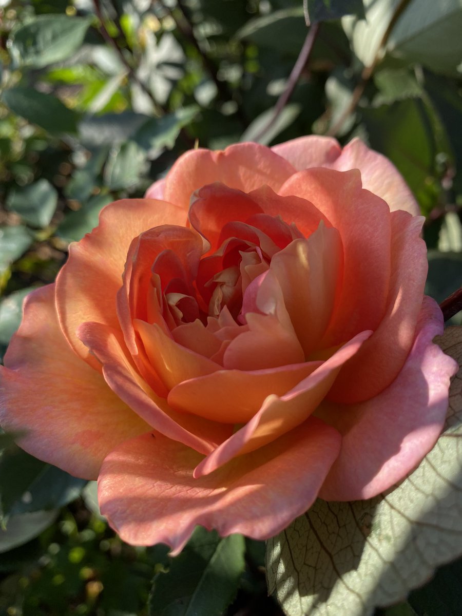 Somewhe07814641's tweet photo. Taking a little bit of shade here is the lovely Lady of Shalott. Have a great #RoseWednesday ☀️ 
#GardeningX #GardeningTwitter #RoseADay #roses https://t.co/3aXdZO8pMy