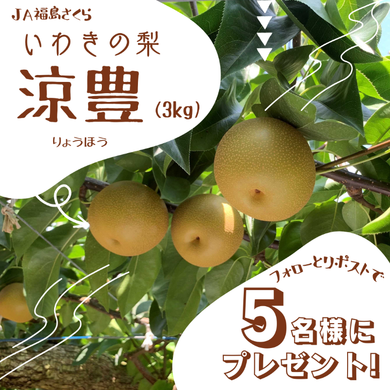 fukushimafm's tweet photo. ✨ふくしま生まれのジューシーな梨✨
／
#ふくしまFM をフォロー＆RTで
#JA福島さくら から
いわき梨『#涼豊』(3kg)を
5⃣名様にプレゼント！
╲

🌳応募方法🌳
① @fukushimafm をフォロー
② 投稿をRT
締切 9/18(月) 正午