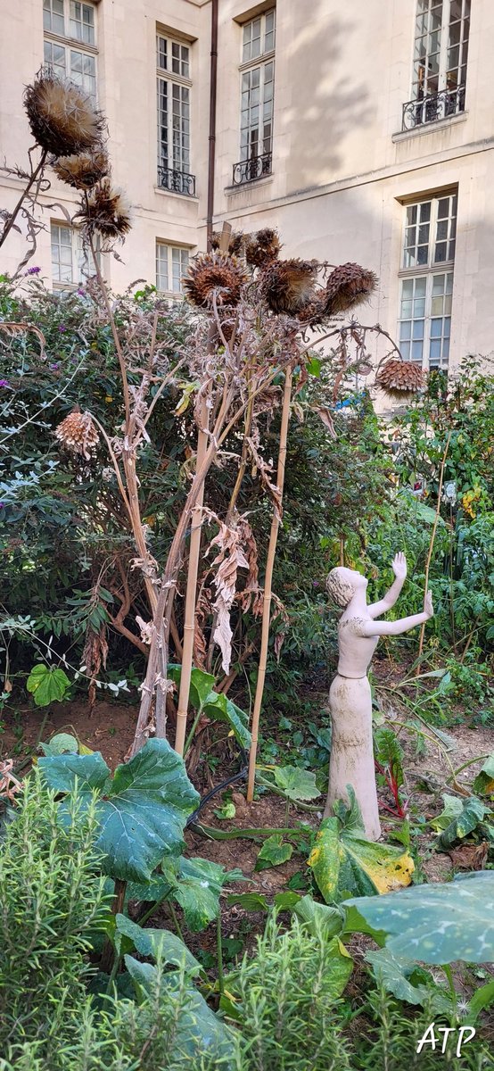 JardiniersDu4em's tweet image. BON-ne
            JOUR-née ...
#JardinDesRosiers
#Artichauts +graines ...
#Piment
#Menthe
...  jardinage ce matin   . . .