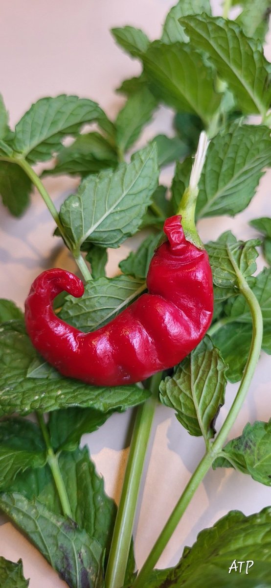 JardiniersDu4em's tweet image. BON-ne
            JOUR-née ...
#JardinDesRosiers
#Artichauts +graines ...
#Piment
#Menthe
...  jardinage ce matin   . . .