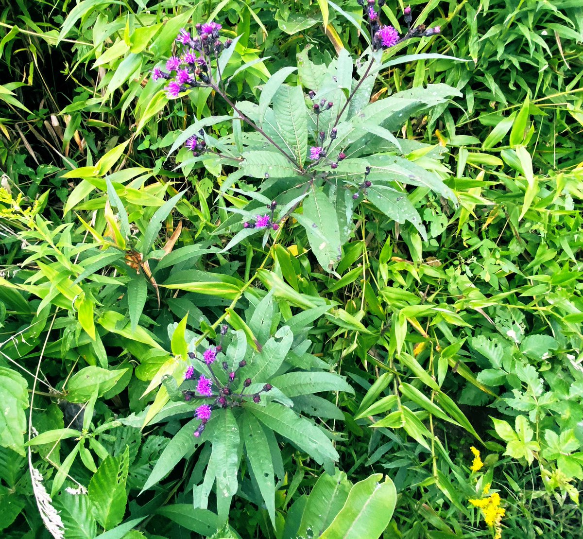 TealSeptember's tweet photo. #Ironweed is an #herbaceous #nativeperennial #wildflower in the #Aster family and is found in all areas of #NC. It can grow 5 to 8 feet tall with deep #purpleflowers that appear in clusters from #midsummer to #midfall . #medicinal #plant #plants #flower #flowers #Naturesbeauty https://t.co/7jmKI5qUDs