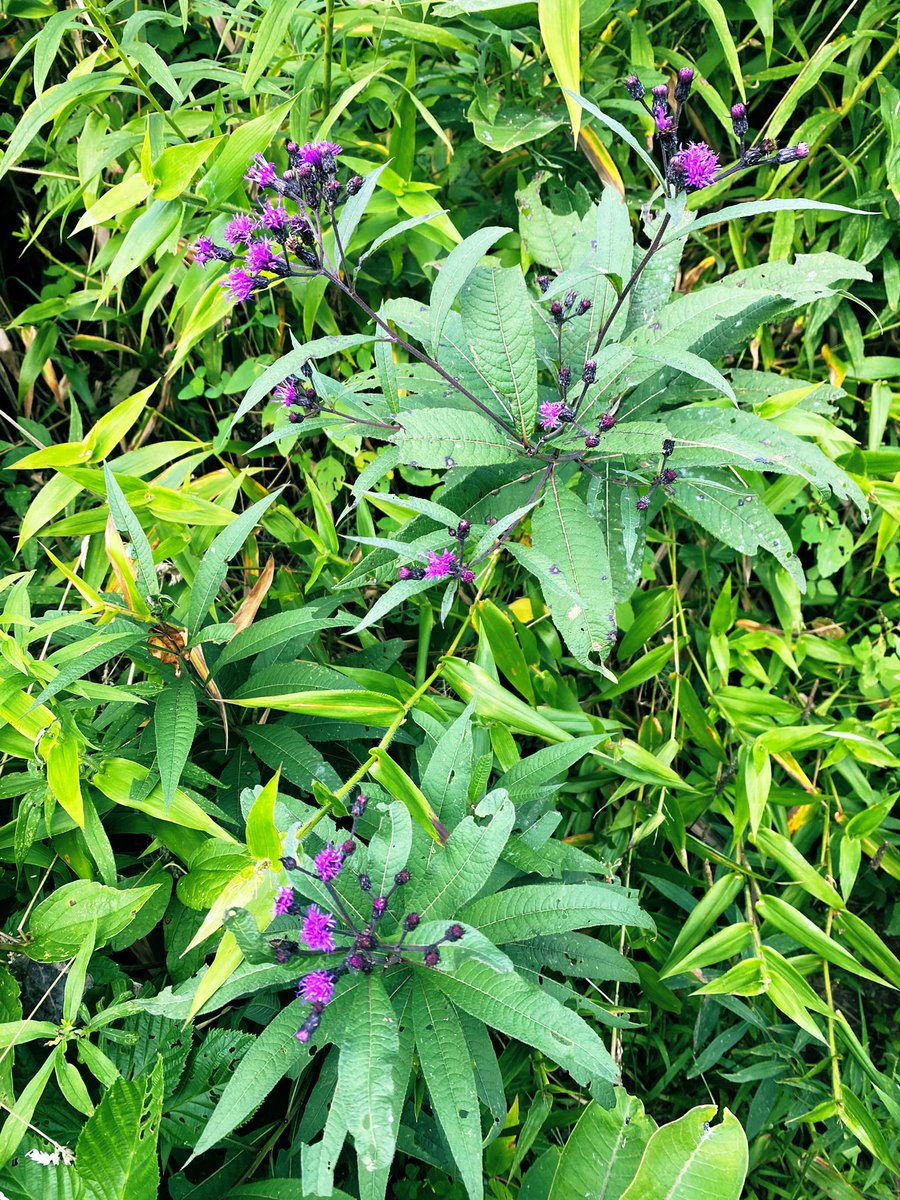 TealSeptember's tweet photo. #Ironweed is an #herbaceous #nativeperennial #wildflower in the #Aster family and is found in all areas of #NC. It can grow 5 to 8 feet tall with deep #purpleflowers that appear in clusters from #midsummer to #midfall . #medicinal #plant #plants #flower #flowers #Naturesbeauty https://t.co/7jmKI5qUDs