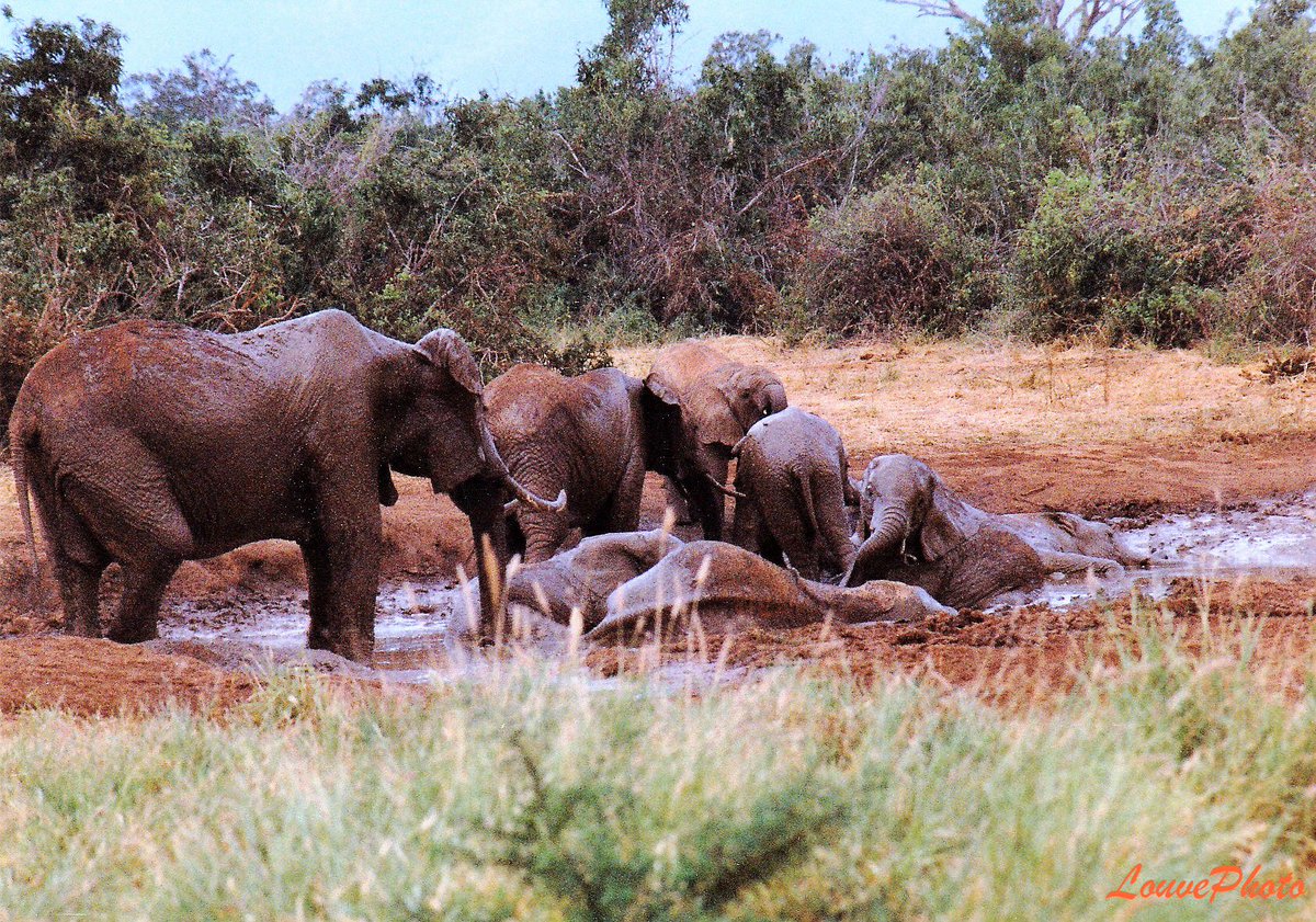 #oldphotography #kenya #safari #nature