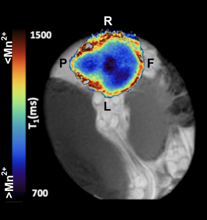 Giorgio Vallortigara (@gvallortigara) on Twitter photo We measured for the first time embryonic brain activity in vivo within the egg of domestic chick
<a href="/ElenaLorenzi3/">Elena Lorenzi</a> @gillesberto <a href="/AngeloBifone/">Angelo</a> <a href="/cimec_unitrento/">CIMeC UniTrento</a> <a href="/unito/">Università di Torino</a> <a href="/eLife/">eLife - the journal</a>
elifesciences.org/articles/86116 We measured for the first time embryonic brain activity in vivo within the egg of domestic chick
<a href="/ElenaLorenzi3/">Elena Lorenzi</a> @gillesberto <a href="/AngeloBifone/">Angelo</a> <a href="/cimec_unitrento/">CIMeC UniTrento</a> <a href="/unito/">Università di Torino</a> <a href="/eLife/">eLife - the journal</a>
elifesciences.org/articles/86116