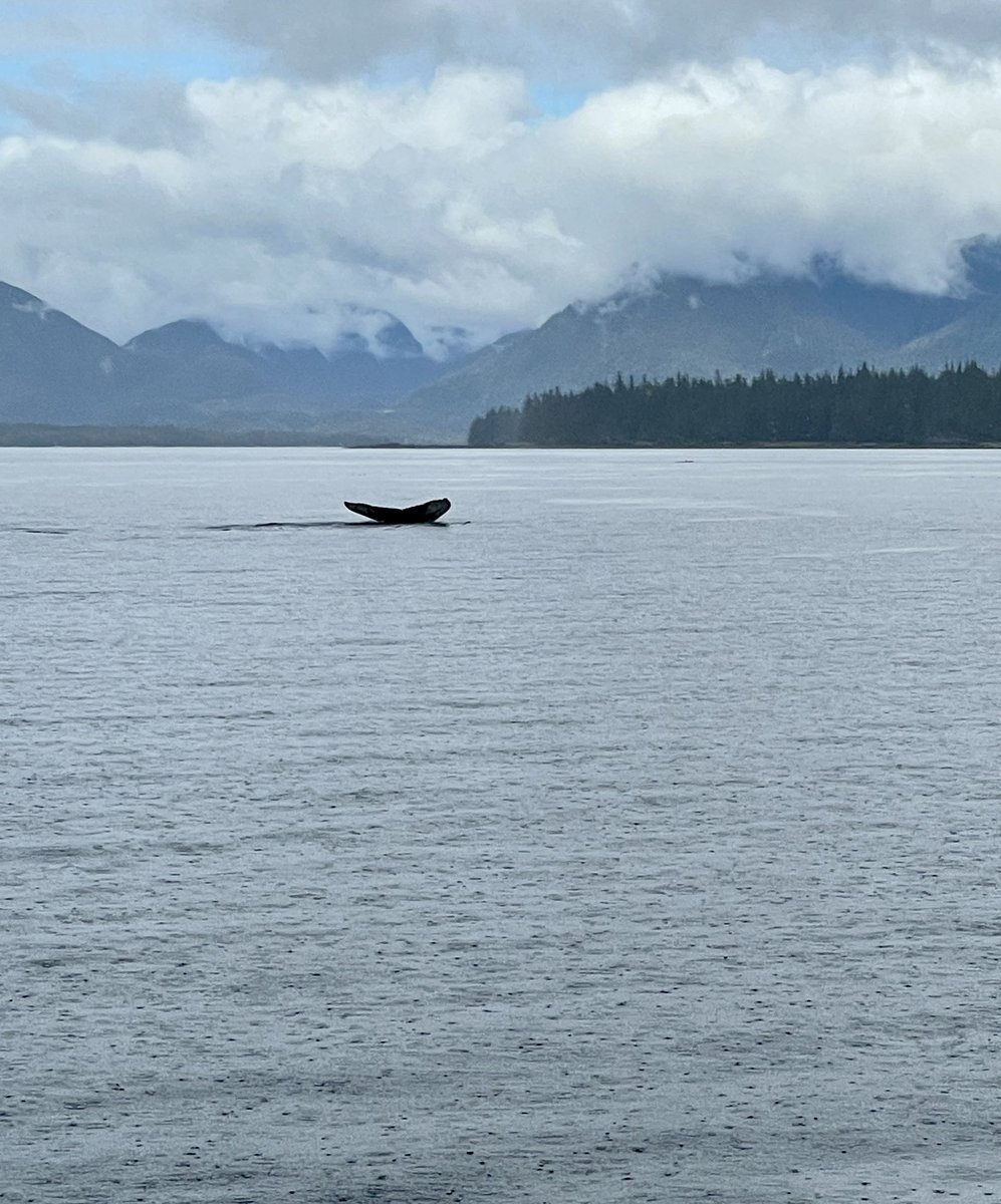 BlondesCruise's tweet photo. We’re in Alaska with the experts @PrincessCruises and if day one is anything to go by, we can’t wait for the rest of the journey… 🐋 🦭 🐻 🧊 #BlondesCruise #Alaska #lovecruise  #discoveryprincess #presstrip #ad @PrincessUKmedia https://t.co/ECAH830hcf