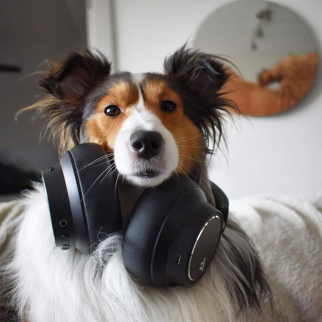 TaoTronics tweet media