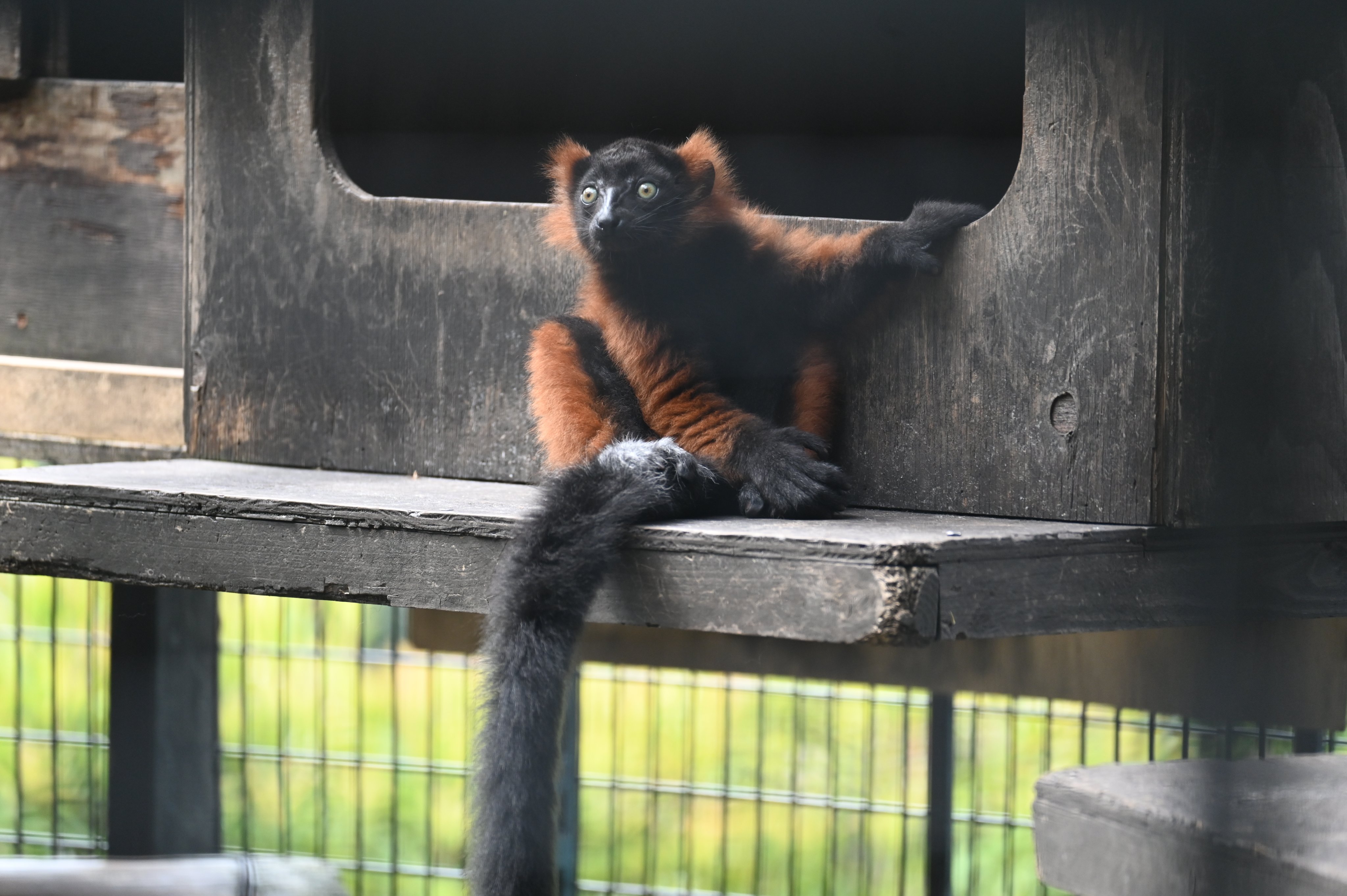 動物園学 動物園学 | 村田 浩一, 楠田 哲士 |本 | 通販 | Amazon