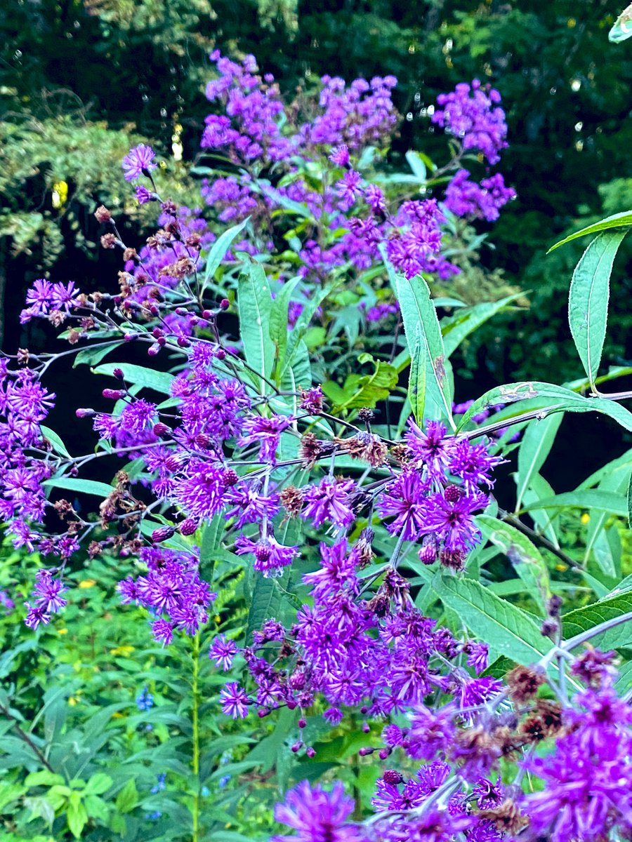 TealSeptember's tweet photo. #Ironweed is an #herbaceous #nativeperennial #wildflower in the #Aster family and is found in all areas of #NC. It can grow 5 to 8 feet tall with deep #purpleflowers that appear in clusters from #midsummer to #midfall . #medicinal #plant #plants #flower #flowers #Naturesbeauty https://t.co/JP6HHpKAsq