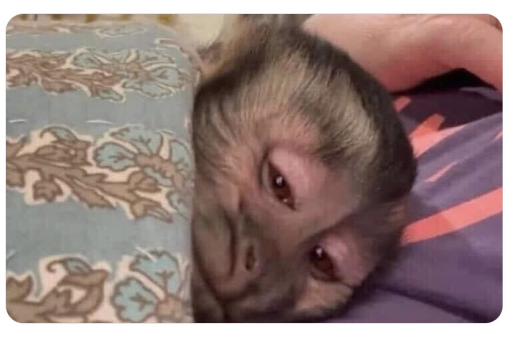 Cuando ya no puedes con la semana y apenas es martes