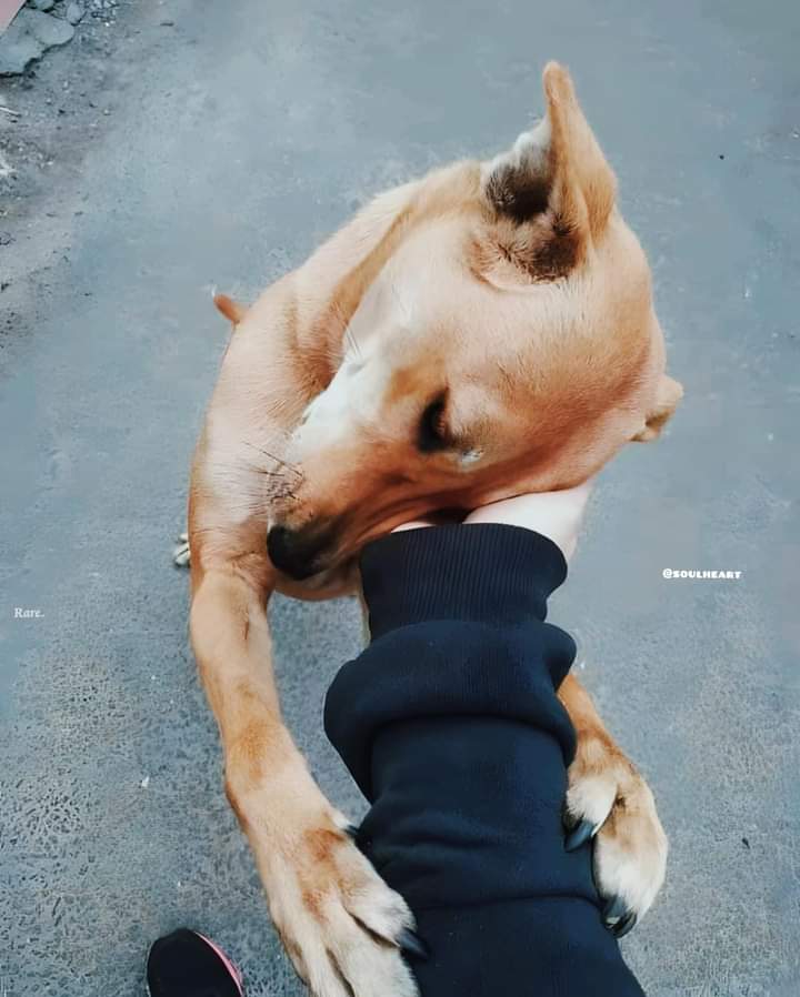 Ramesh | රමේෂ් #lka tweet media