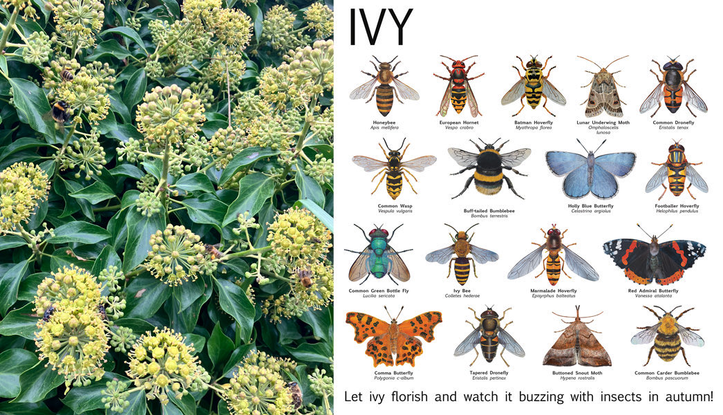 Ivy offers vital protection for roosting birds & hibernating insects. Its autumn flowers provide valuable food for a host of insects & its berries are food for hungry birds. #insecthabitat #urbanwildlife #insectgarden #naturegarden #wildgarden