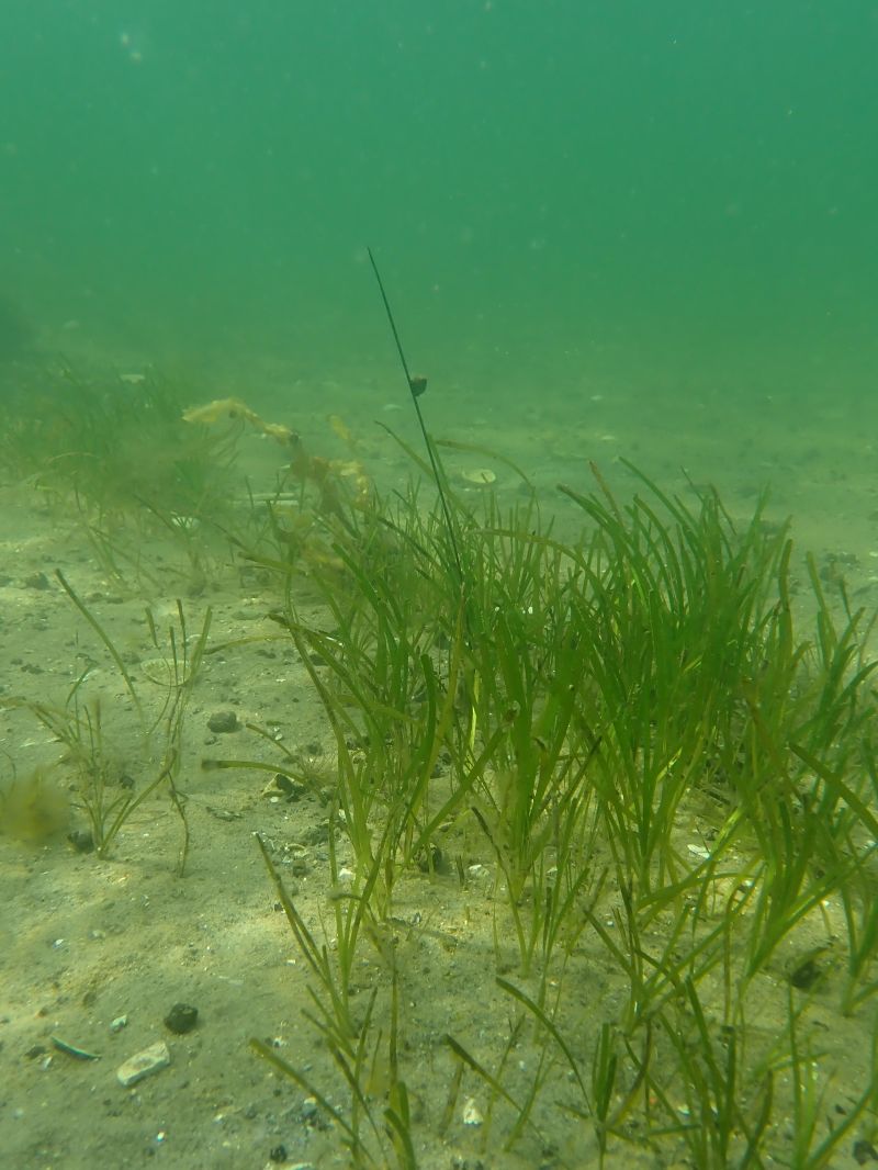 SDU Science tweet media