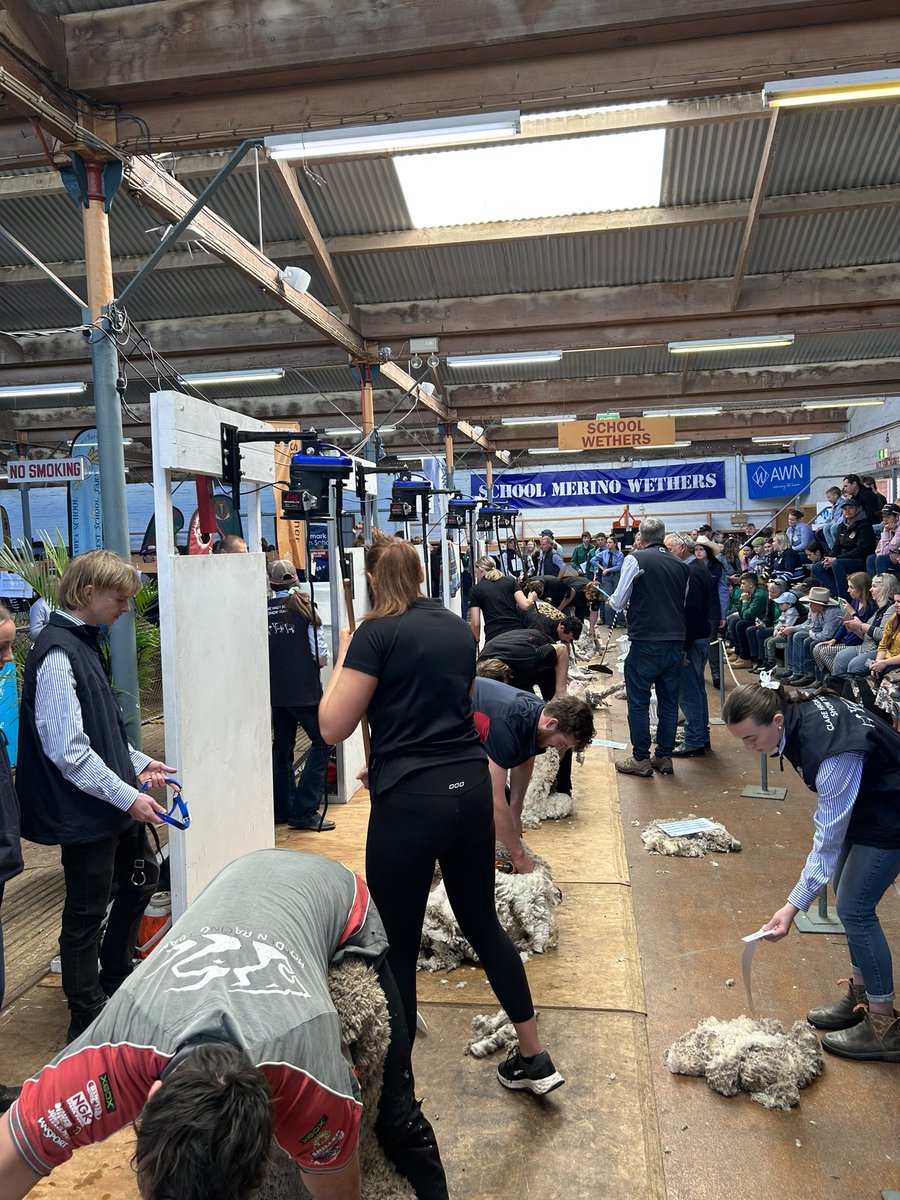 🐑A D E L A I D E    S H O W🎡
    School Wether Competition 

Congratulations to the 42 schools participating, bringing a whopping 219 sheep to the Adelaide Show this week. A fantastic display of professionalism and dedication to the industry by all students. 
#AgTwitter