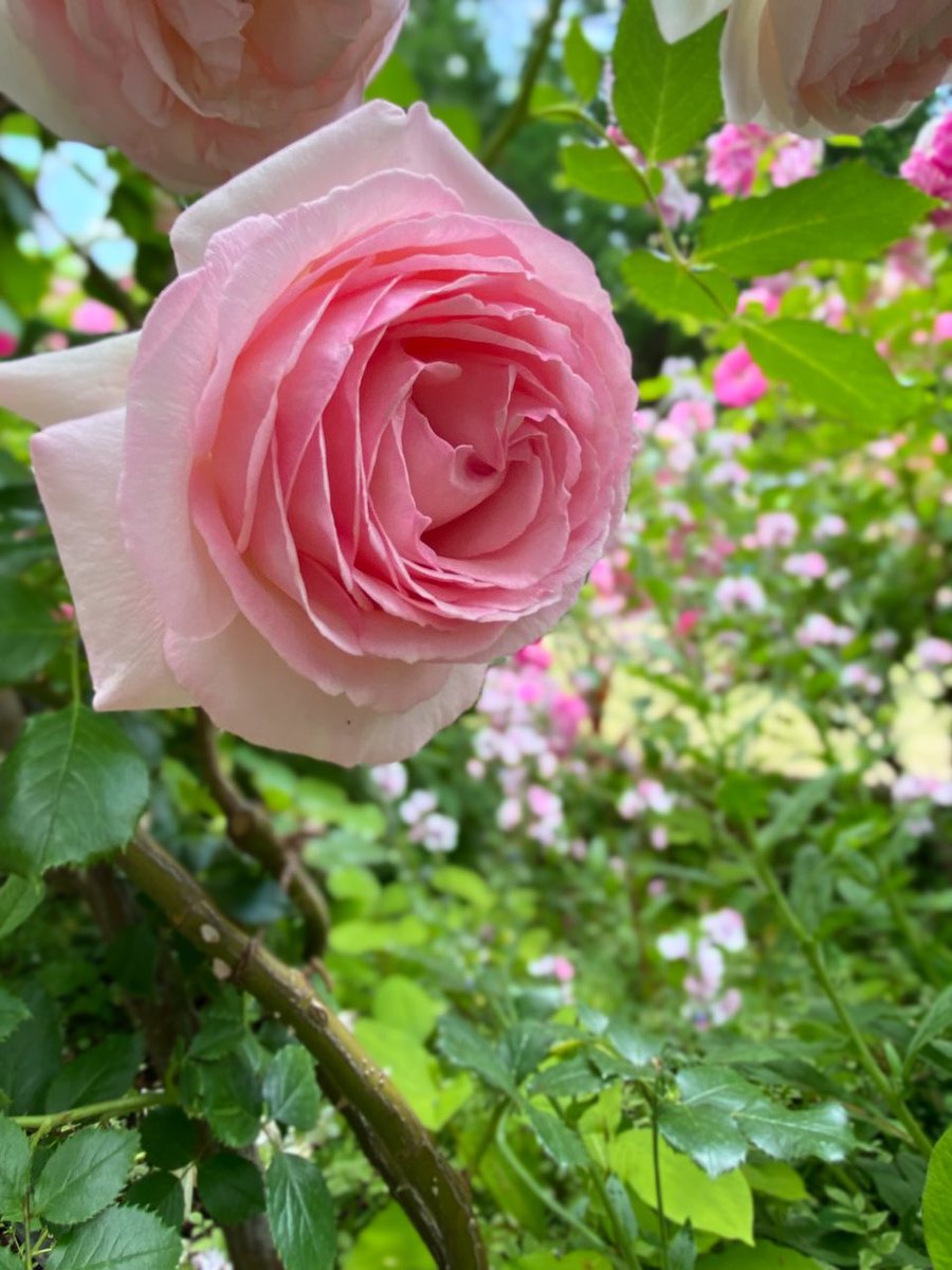 quasimuto's tweet photo. Happy #RoseWednesday ๐ฉท https://t.co/u27BH8gwAh