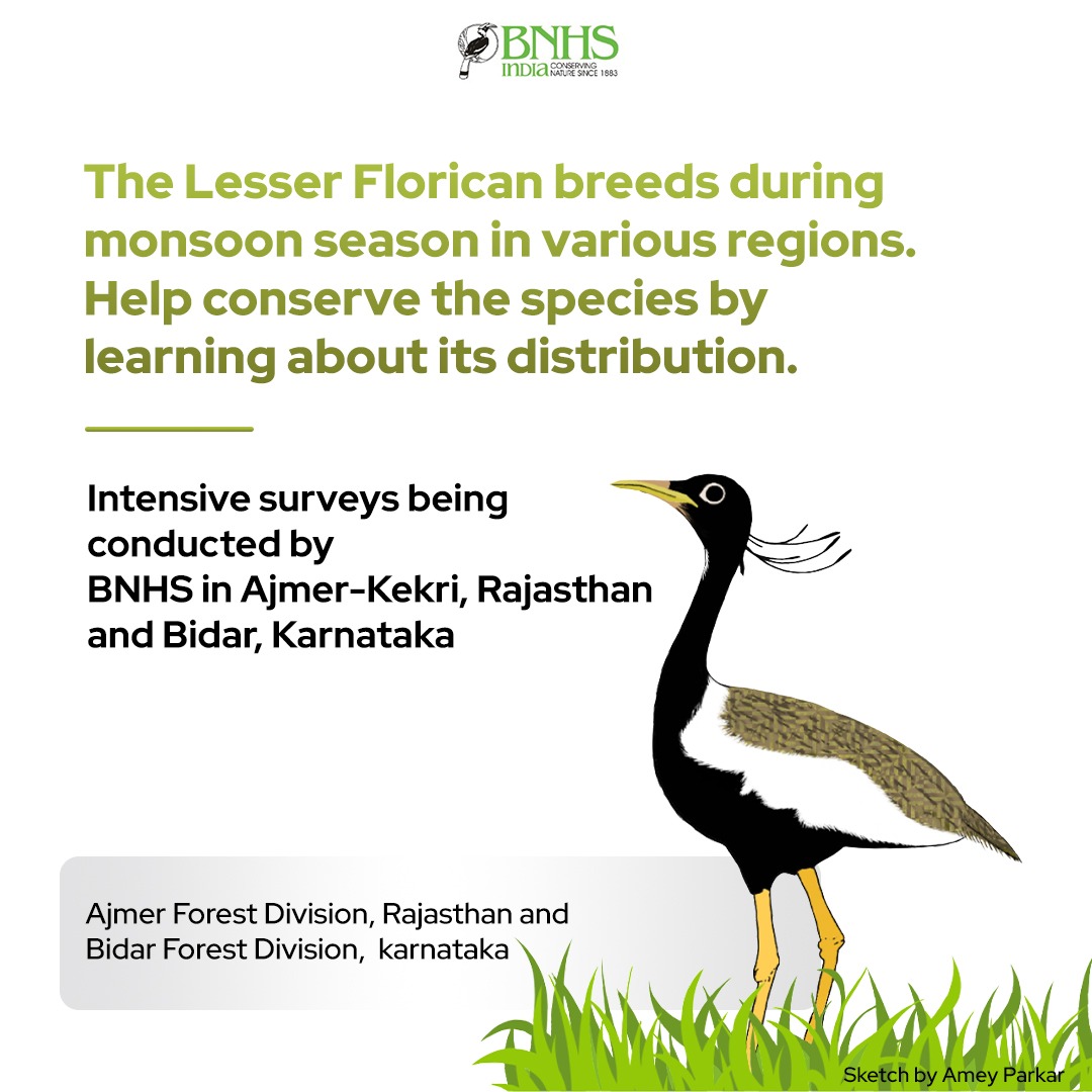 BNHSIndia's tweet photo. Nature's 'lesser' masterpiece: Lesser Florican! ✨
Join a crucial survey to safeguard the critically endangered Lesser Florican! If you encounter this bird, kindly make a prompt call to report its location to support our conservation efforts.
#LesserFlorican #EndangeredSpecies https://t.co/xlrjQ7Lobk