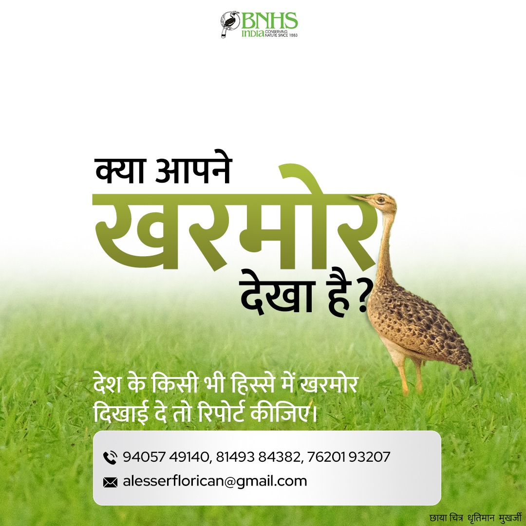 BNHSIndia's tweet photo. Nature's 'lesser' masterpiece: Lesser Florican! ✨
Join a crucial survey to safeguard the critically endangered Lesser Florican! If you encounter this bird, kindly make a prompt call to report its location to support our conservation efforts.
#LesserFlorican #EndangeredSpecies https://t.co/xlrjQ7Lobk