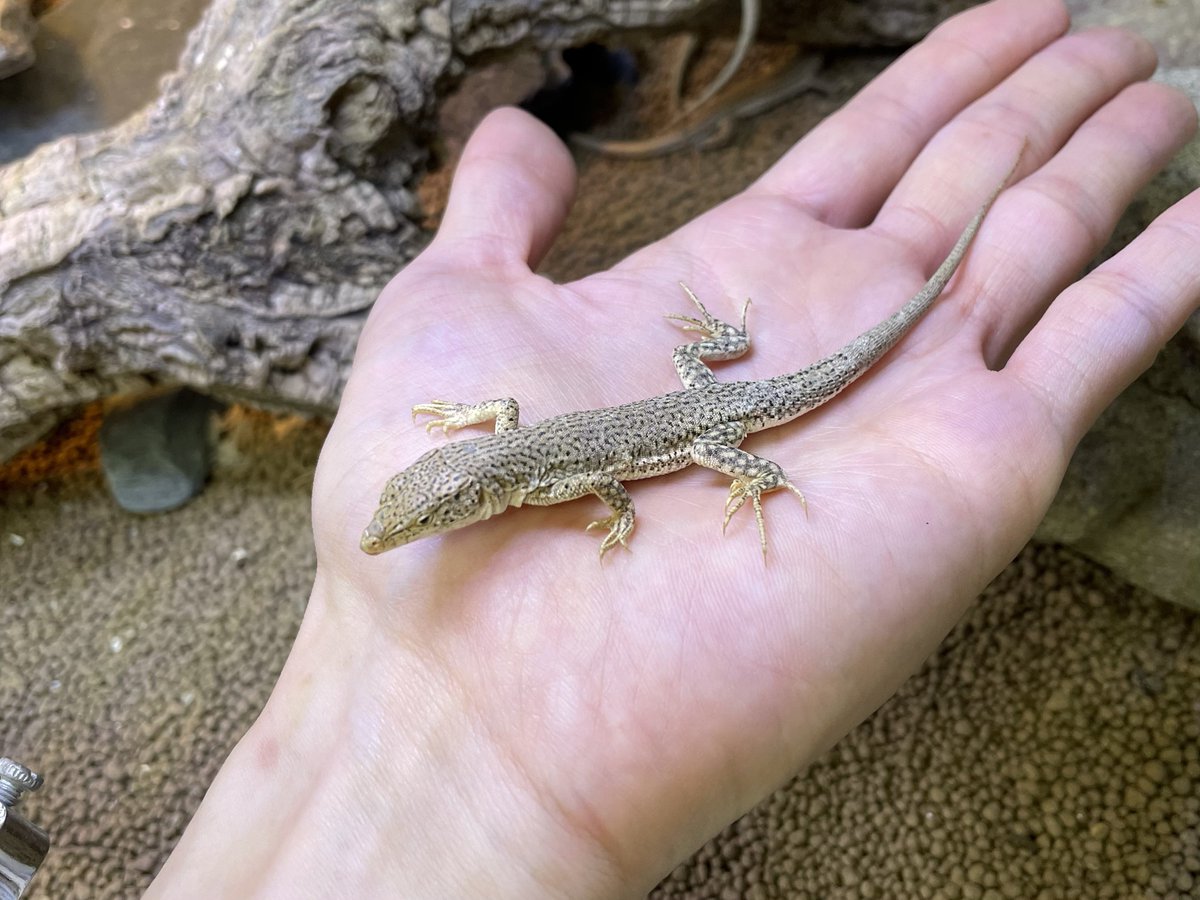 ヒ*ロ様 ❤️開花株❤️♈️ 707 ⭐️超レア⭐️ダーク【クレオパトラ】