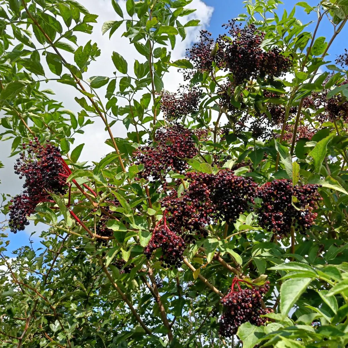Two people asked me yesterday for my recipe for immune-boosting elderberry tonic, so with the #elderberries ripening on the bushes, here you go:
 thebridgecottageway.co.uk/2020/09/22/eld…
#selfsufficiency #TheBridgeCottageWay #foraging