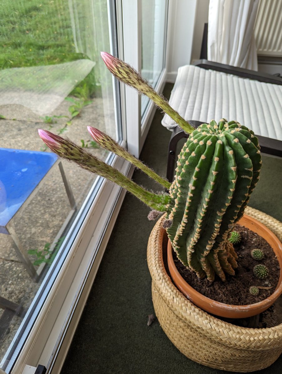 James Bullion tweet media