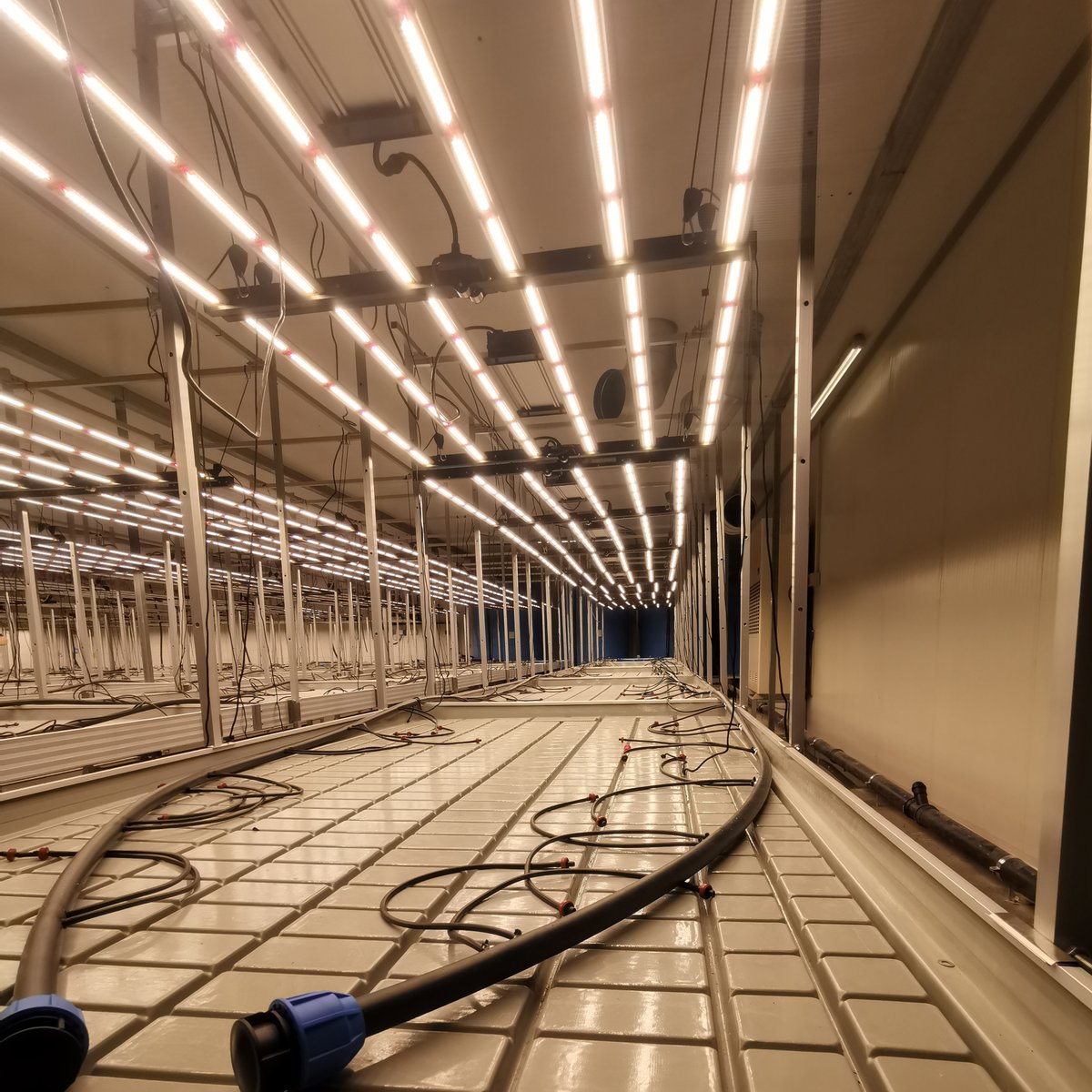 SumerZhong's tweet photo. Grow Room of our customers, it's wonderful
Grow with our grow lights, you can harvest more and save more on cost
#CommercialGrow #Farming #Horticulture #Hydroponics #IndoorFarming #420 #Cultivation #homegrown #Indoorgarden #HongYiHorticulture #bygrowersforgrowers https://t.co/gAdXcLbL1X