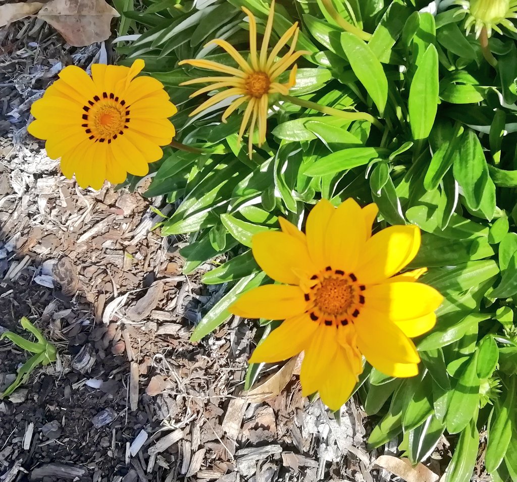 Vics_Echidna's tweet photo. Beautiful #Spring afternoon in beautiful @springfieldQLD 🌳🌲 Time for a lunchtime stroll through #RobelleDomain and past the lagoon 🏊‍♀️ Excited for our @UQCCHW  centre launch this evening with @ProfLaurenBall and our team and @UQ_News ✨ #Community #Wellbeing https://t.co/v9E9tsoiai