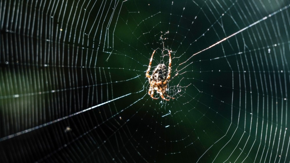 Een spin in huis brengt geluk!🕷️🏠 Een spin in de tuin is goed voor de biodiversiteit én kondigt het einde van de zomer aan. Maar hoeveel spinnen leven er eigenlijk in de tuinen van Amsterdam?🌿🕸️ Doe mee aan de nationale spinnentelling dit weekend. tuintelling.nl/tellingen/spin…