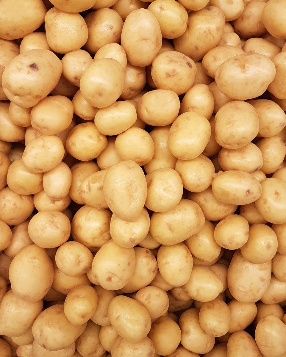 SureStaff's tweet photo. 🥔 We are currently seeking staff for two temporary potato grading positions starting from the 18th of September. Operating from yards in East Stockwith, the primary task will be sorting potatoes on the grading line to remove soil and defects post-harvest. https://t.co/pPqgmjCJ27 https://t.co/0ZdIN4DpYi