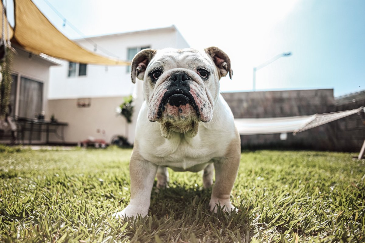 playhangfive's tweet photo. 🐶 How did you go on Tuesday? 🐕 Can you get today's @playhangfive  puzzle? Guess five related words, letter by letter. Play for free at https://t.co/iTdoz2NGex https://t.co/0yInqCHwVp