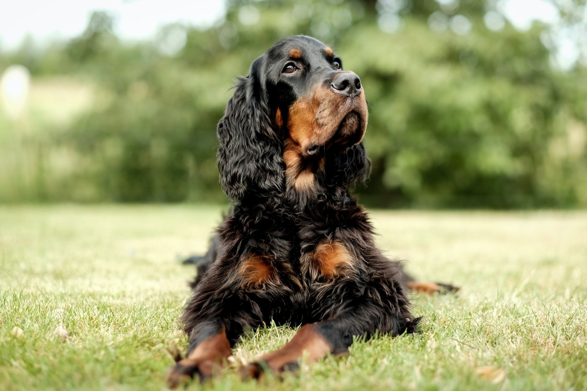playhangfive's tweet photo. 🐶 How did you go on Tuesday? 🐕 Can you get today's @playhangfive  puzzle? Guess five related words, letter by letter. Play for free at https://t.co/iTdoz2NGex https://t.co/0yInqCHwVp