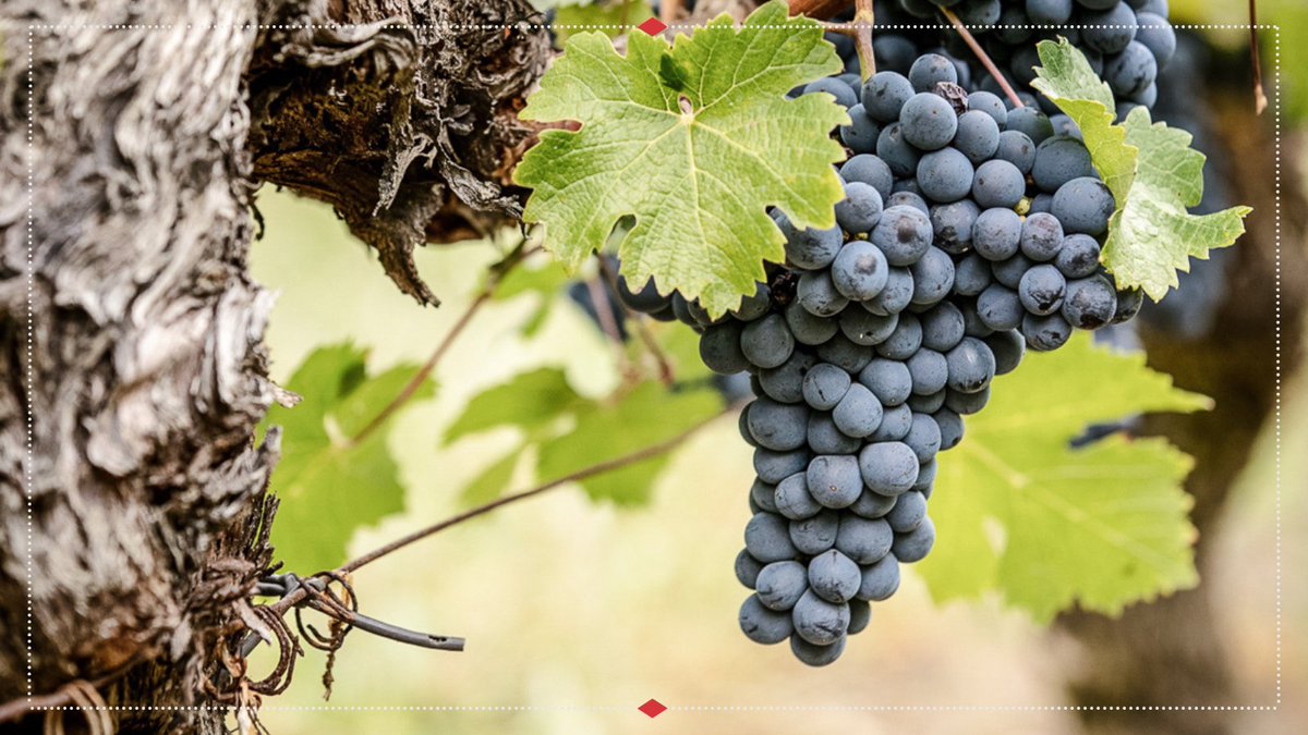 Chateau-Figeac tweet media