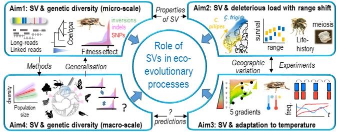 I feel so honored and happy to share that my project EVOL-SV is funded by the ERC #ERCStG

So excited about 5 years of team research on the importance of structural variants in eco-evolutionary processes #SVs #evolution 

If you are interested, get in touch! :-) @Ecobio_Rennes