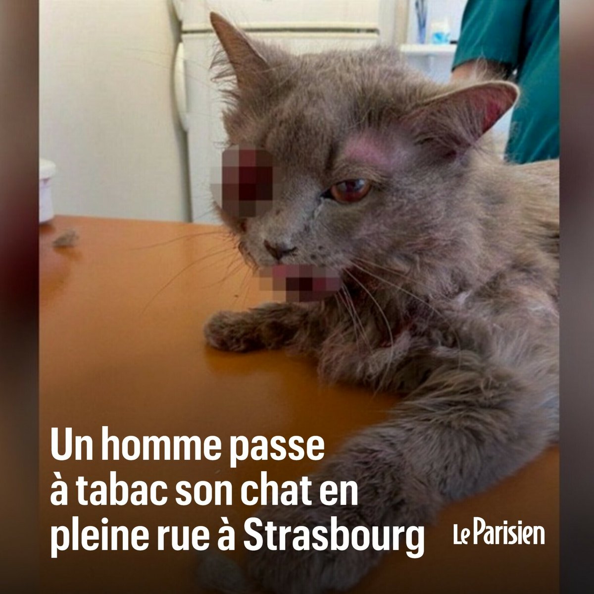 le_Parisien's tweet photo. Après avoir piétiné et tabassé son chat en pleine rue à Strasbourg au mois d’avril, un homme de 43 ans est condamné à 9 mois de prison, dont 6 mois ferme
➡️ https://t.co/xrpm65DJXt https://t.co/xOsVR22GIe