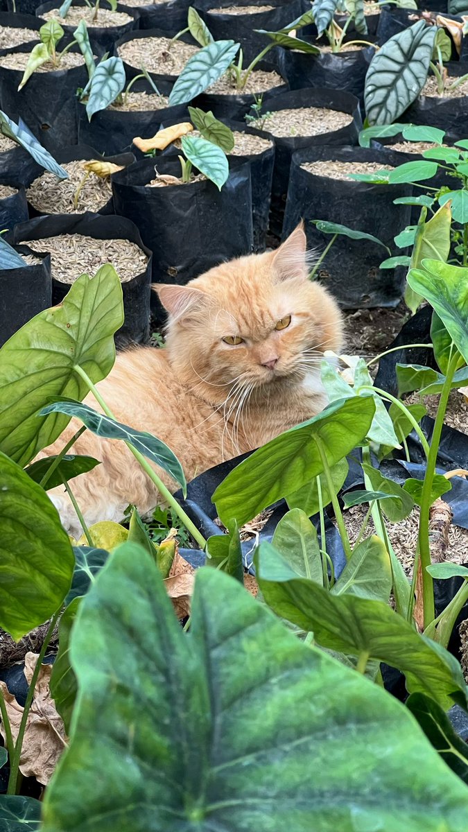 すず 🍅🌱 tweet media