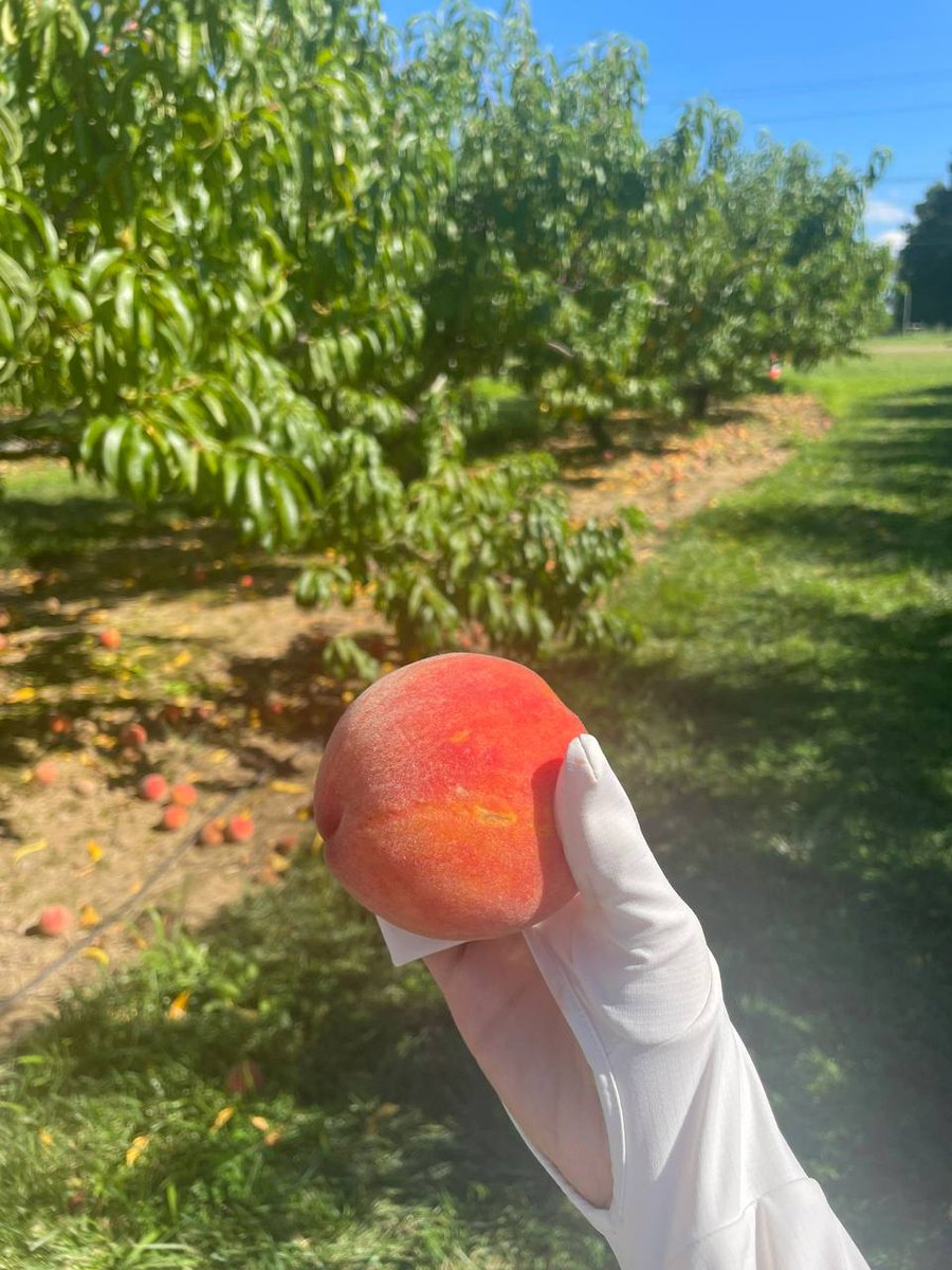 AndyJuan0318's tweet photo. 📍Terhune Orchards 
We recommend this farm, it's a 2 hour drive from New York in Princeton,NJ.
The farm also has fresh produce for sale The gardens and critters are very healing The gardens are pay to pick flowers There are sunflowers and lavender and 🌼
#New York, NY, USA 🇺🇸 https://t.co/VucQHFH41F