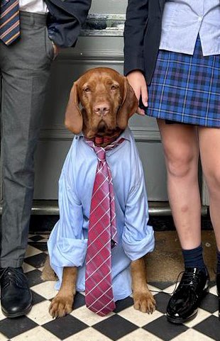 Anthony Koupparis (@akoupparis) on Twitter photo Back to school - kids didn’t look happy , but the dog is ready !!! Back to school - kids didn’t look happy , but the dog is ready !!!