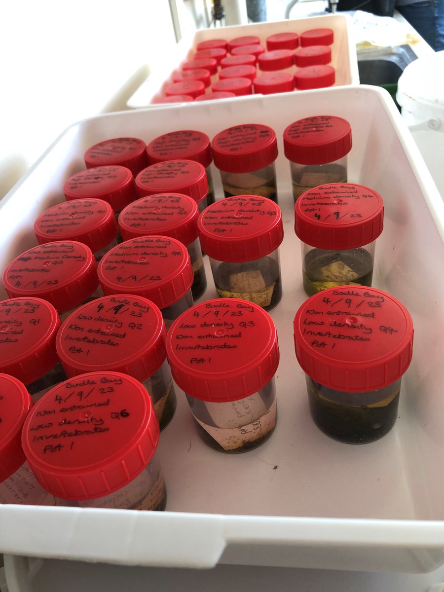 Hannah Earp (@hannahsearp) on Twitter photo That's a wrap (until next month)🌱 the <a href="/LifeWader/">LIFE WADER</a> OM team have processed all Budle Bay samples ready for exciting abundance, genetic, morphological & stable isotope analyses 🧪🔬🧬🐚
<a href="/LIFEprogramme/">LIFE Programme</a> <a href="/NE_Northumbria/">Natural England NE</a> <a href="/lindisfarne_nnr/">Lindisfarne NNR</a> <a href="/newcastlemarine/">NCL Marine</a> <a href="/NCLDoveMarine/">NCL Dove Marine Lab</a> <a href="/ecology_ncl/">Ecology Group, Newcastle University</a> That's a wrap (until next month)🌱 the <a href="/LifeWader/">LIFE WADER</a> OM team have processed all Budle Bay samples ready for exciting abundance, genetic, morphological & stable isotope analyses 🧪🔬🧬🐚
<a href="/LIFEprogramme/">LIFE Programme</a> <a href="/NE_Northumbria/">Natural England NE</a> <a href="/lindisfarne_nnr/">Lindisfarne NNR</a> <a href="/newcastlemarine/">NCL Marine</a> <a href="/NCLDoveMarine/">NCL Dove Marine Lab</a> <a href="/ecology_ncl/">Ecology Group, Newcastle University</a>